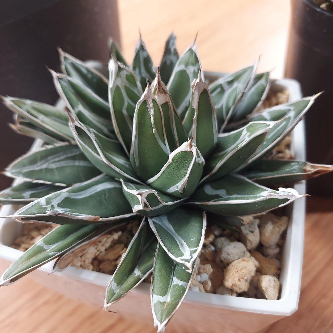 じぇむ様　カスタムオーダー　同梱割引適用済み