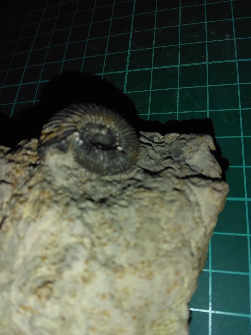 ドイツ産　アンモナイト　ガランティアナ　ジュラ紀　化石