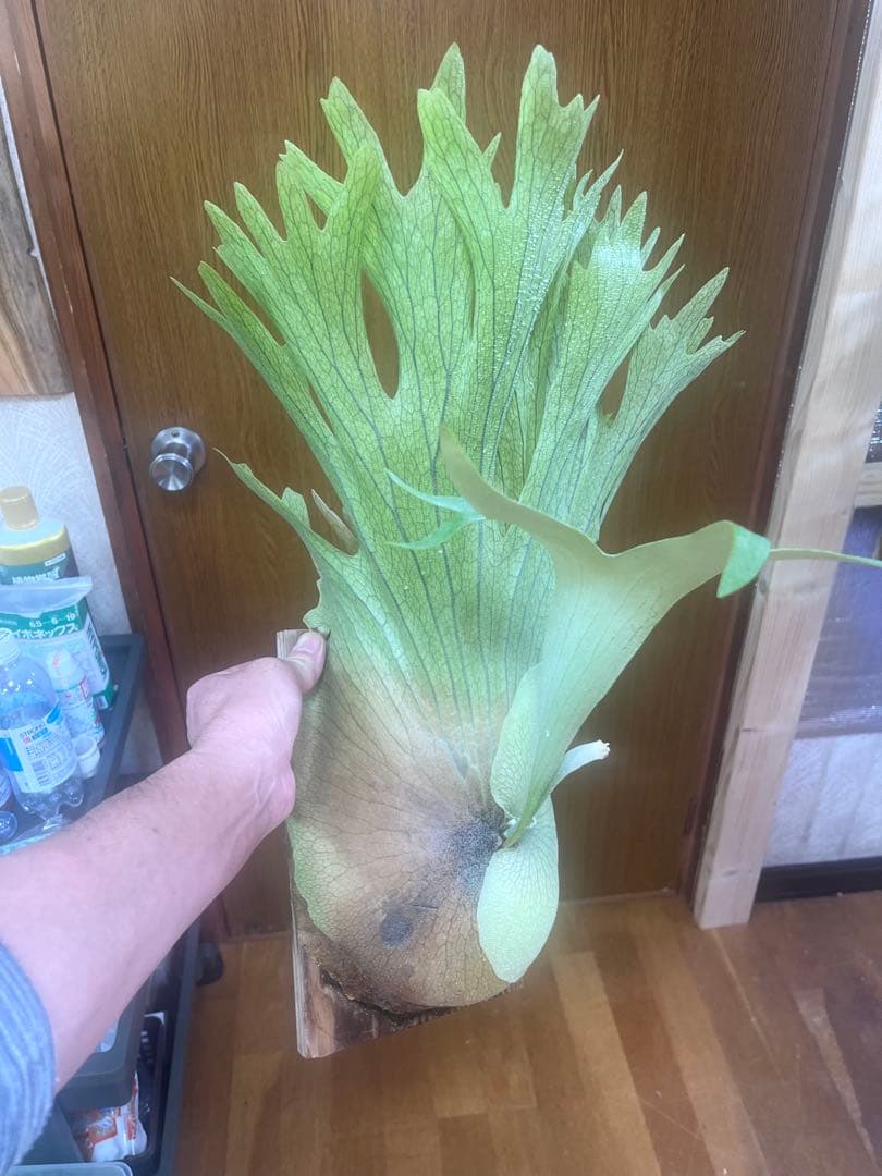 ビカクシダ Platycerium SS. Foong