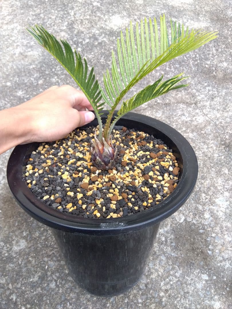 ソテツ　斑入り　７号鉢つき　超斑入り❗　①