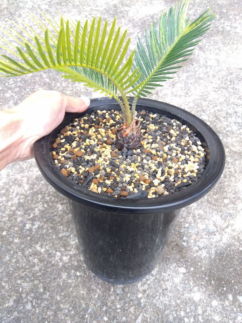 ソテツ　斑入り　７号鉢つき　超斑入り❗　①