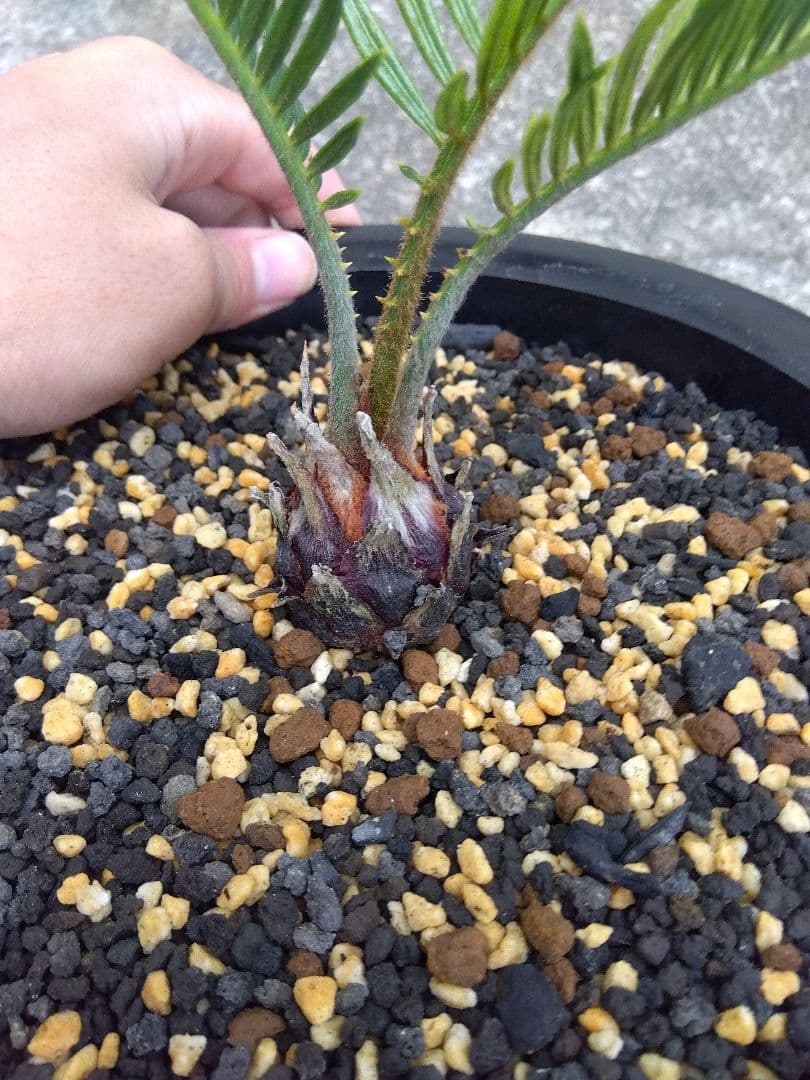 ソテツ　斑入り　７号鉢つき　超斑入り❗　①