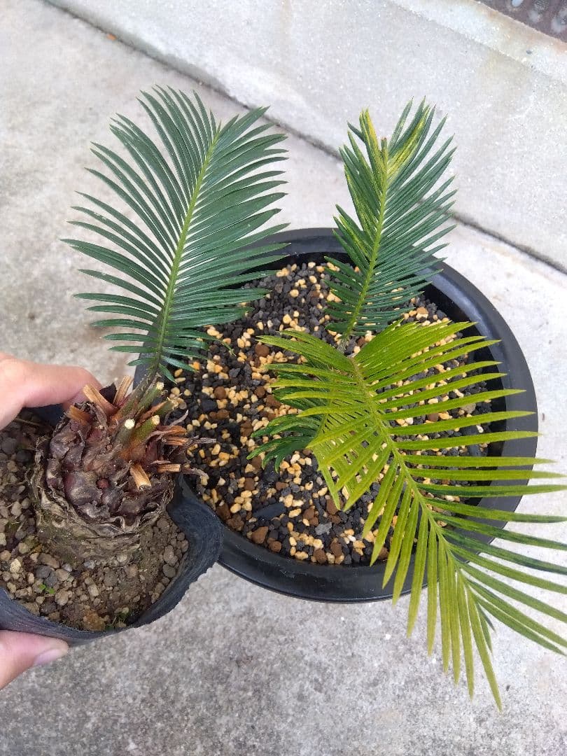 ソテツ　斑入り　７号鉢つき　超斑入り❗　①