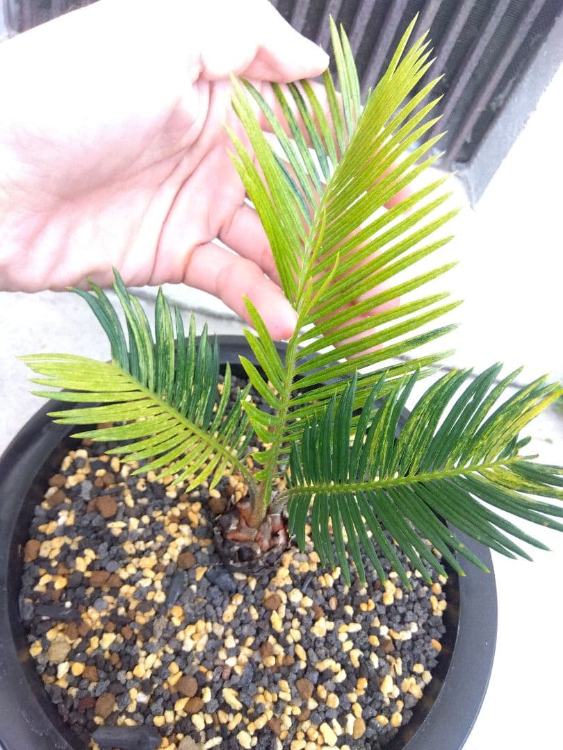 ソテツ　斑入り　７号鉢つき　超斑入り❗　①