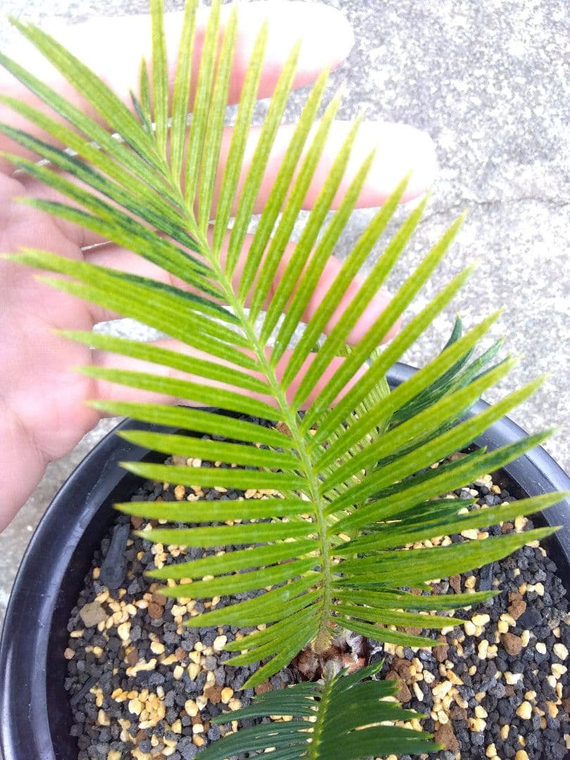 ソテツ　斑入り　７号鉢つき　超斑入り❗　①