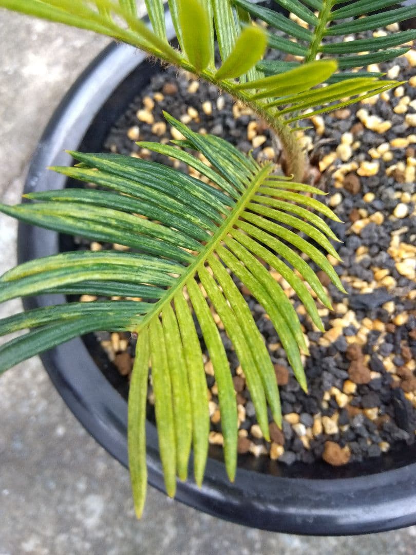 ソテツ　斑入り　７号鉢つき　超斑入り❗　①