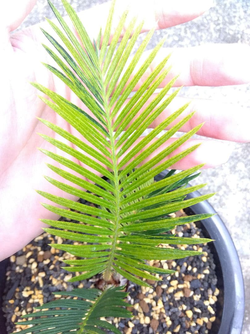 ソテツ　斑入り　７号鉢つき　超斑入り❗　①