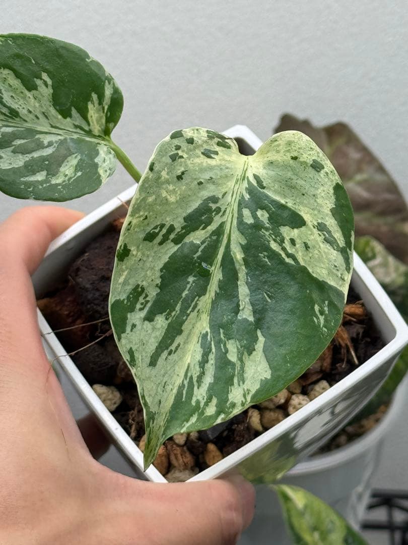 【早い者勝ち】モンステラ　デリシオーサ　ベトシオーサ 斑入り