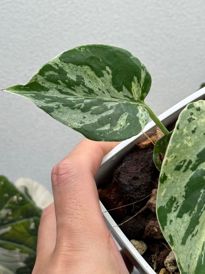 【早い者勝ち】モンステラ　デリシオーサ　ベトシオーサ 斑入り