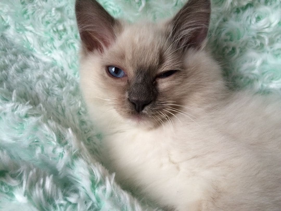 マエジさま専用　ピンク×シルバー旧王冠尾錠モスグリーン×ゴールド王冠尾錠