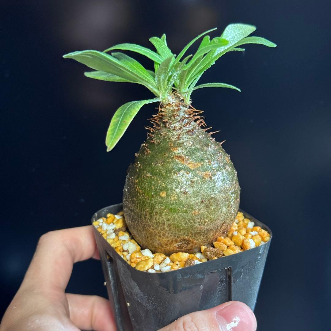 パキポディウム グラキリス　現地球　緑肌　スライム型　良型