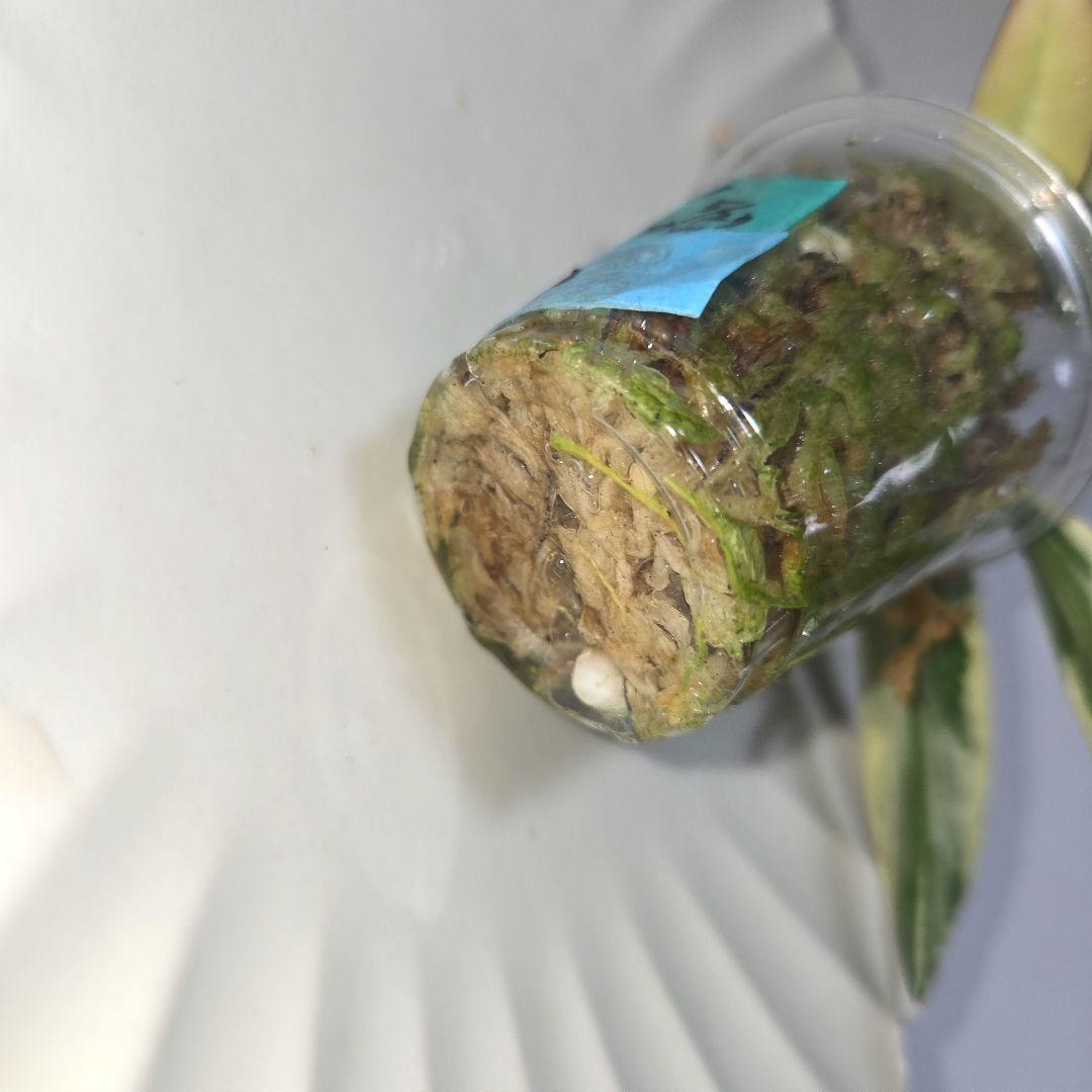 その他観葉植物 lacunosa minara &kentiana 'Lori rinn'