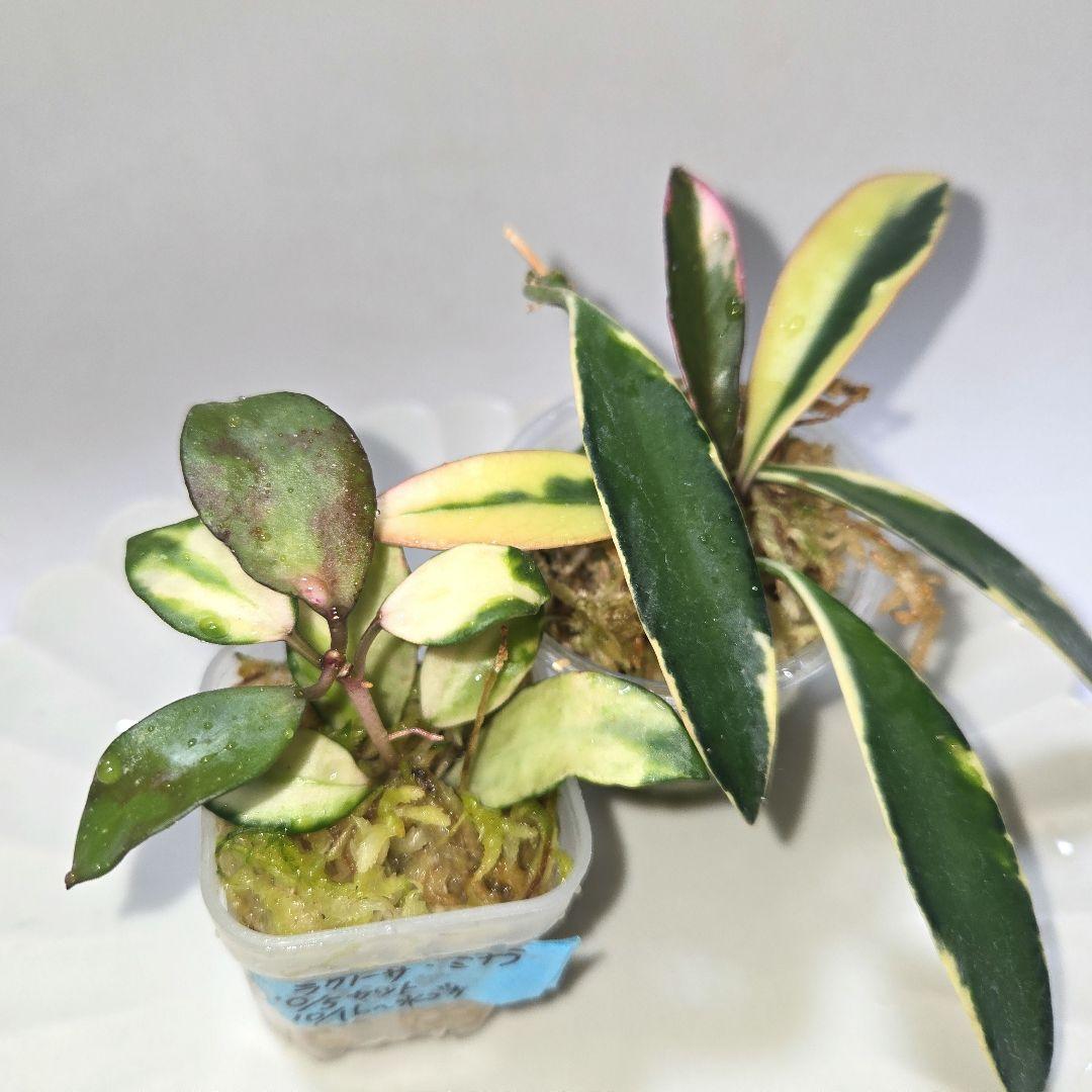 その他観葉植物 lacunosa minara &kentiana 'Lori rinn'