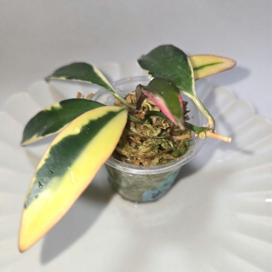 その他観葉植物 lacunosa minara &kentiana 'Lori rinn'