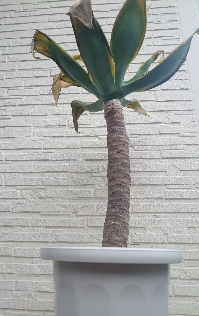 アガベ アテナータ 極太 大株