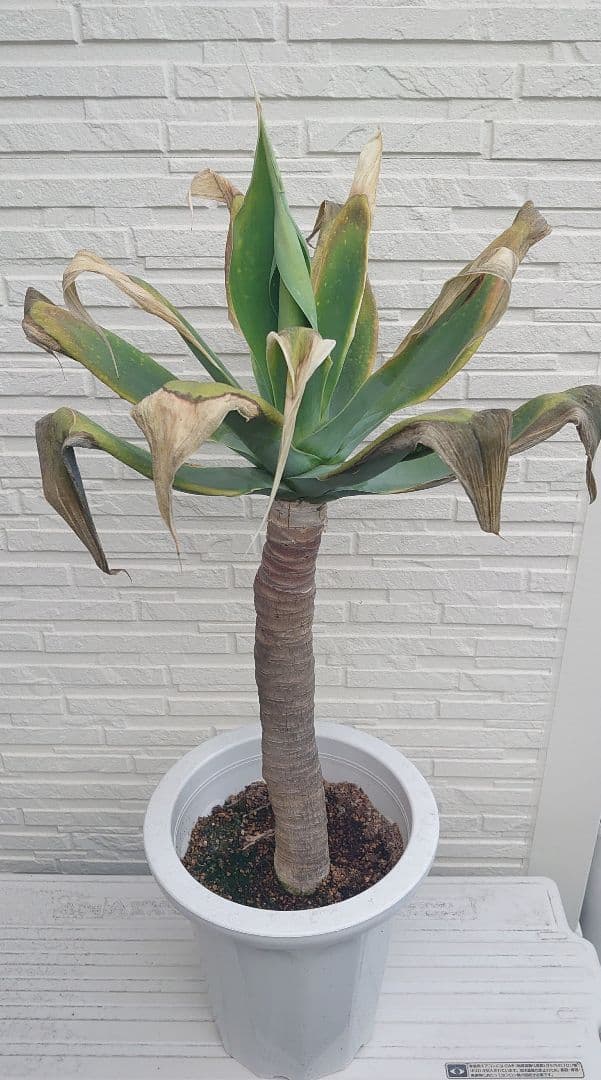 アガベ アテナータ 極太 大株