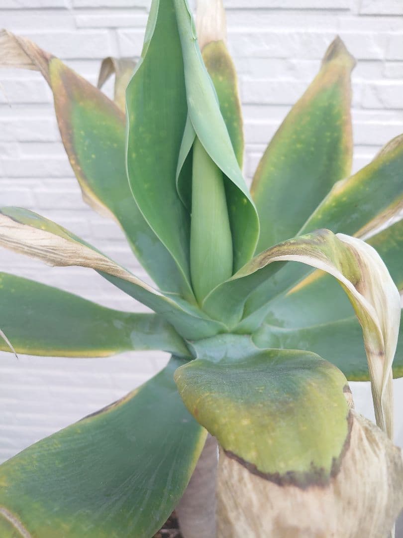 アガベ アテナータ 極太 大株