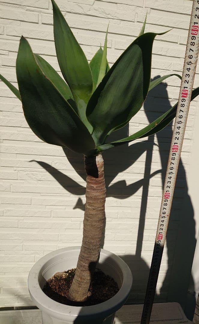 アガベ アテナータ 極太 大株