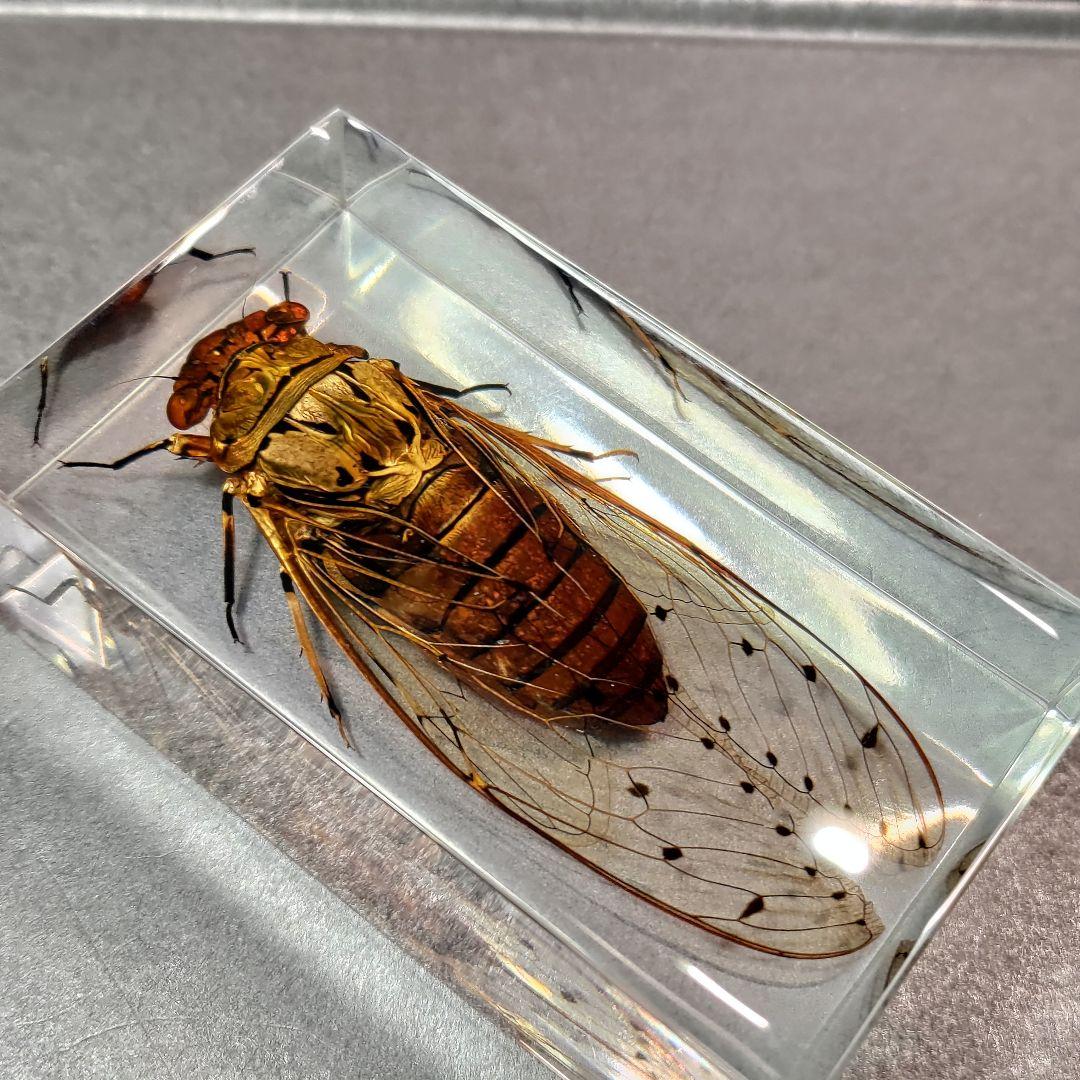 セミ レジン封入標本 テイオウゼミ