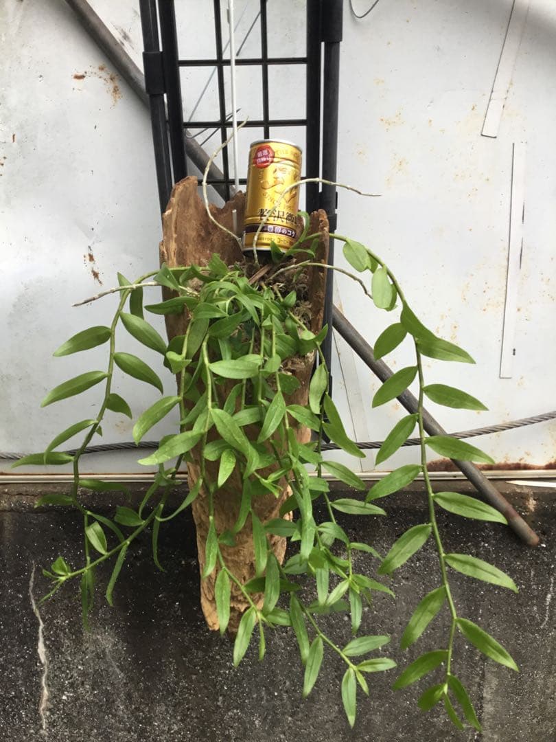 ピエラルディー