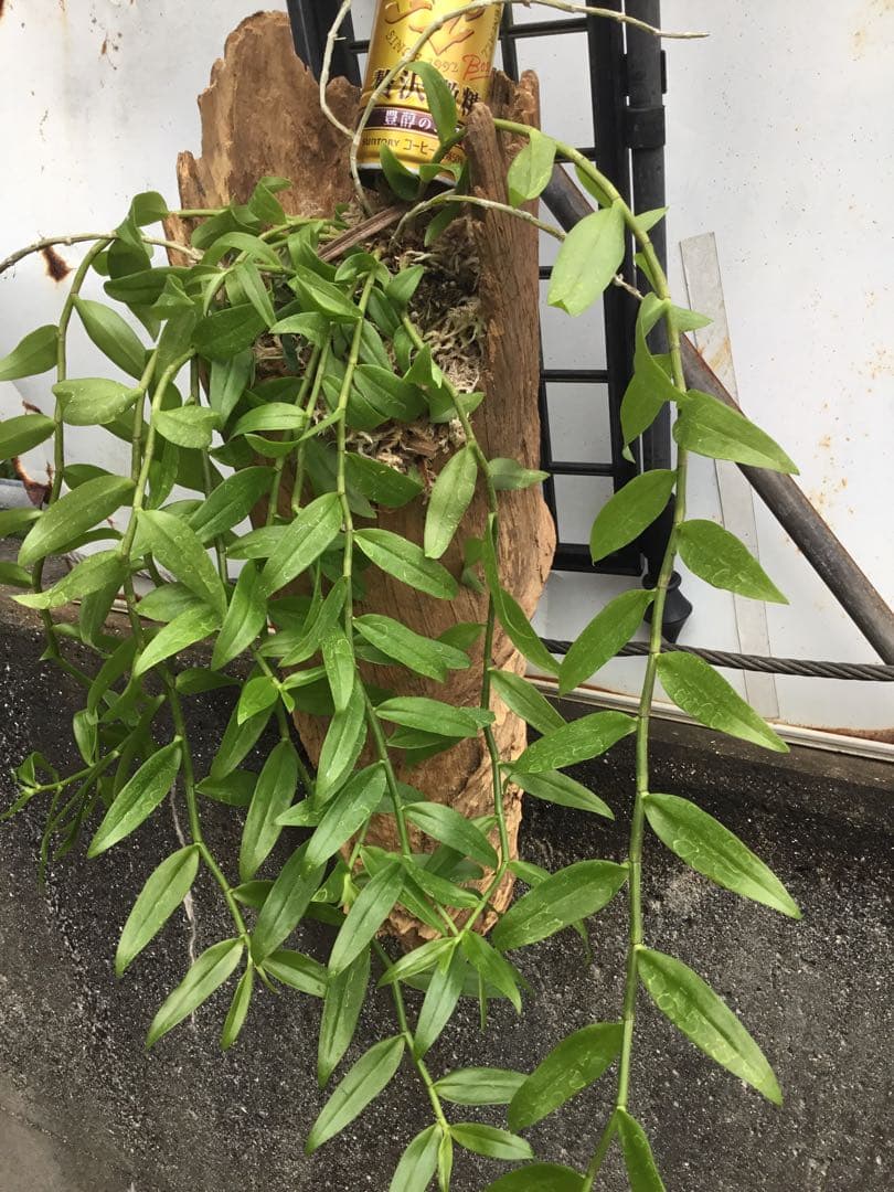 ピエラルディー