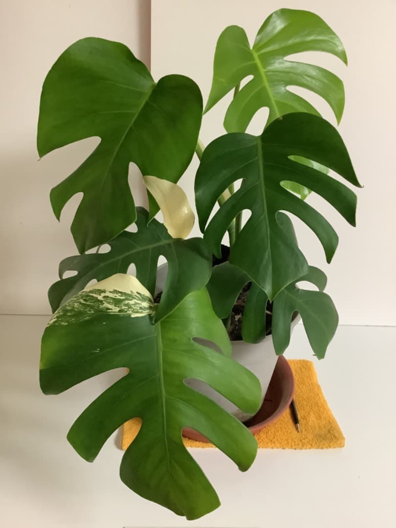 特大斑入りモンステラ（ボルシギアナ種）根上がり株【現品】: プラ鉢のまま発送