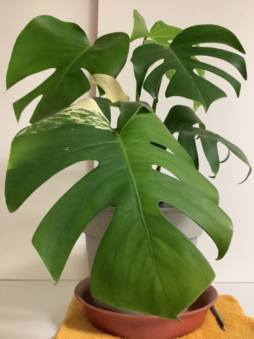 特大斑入りモンステラ（ボルシギアナ種）根上がり株【現品】: プラ鉢のまま発送