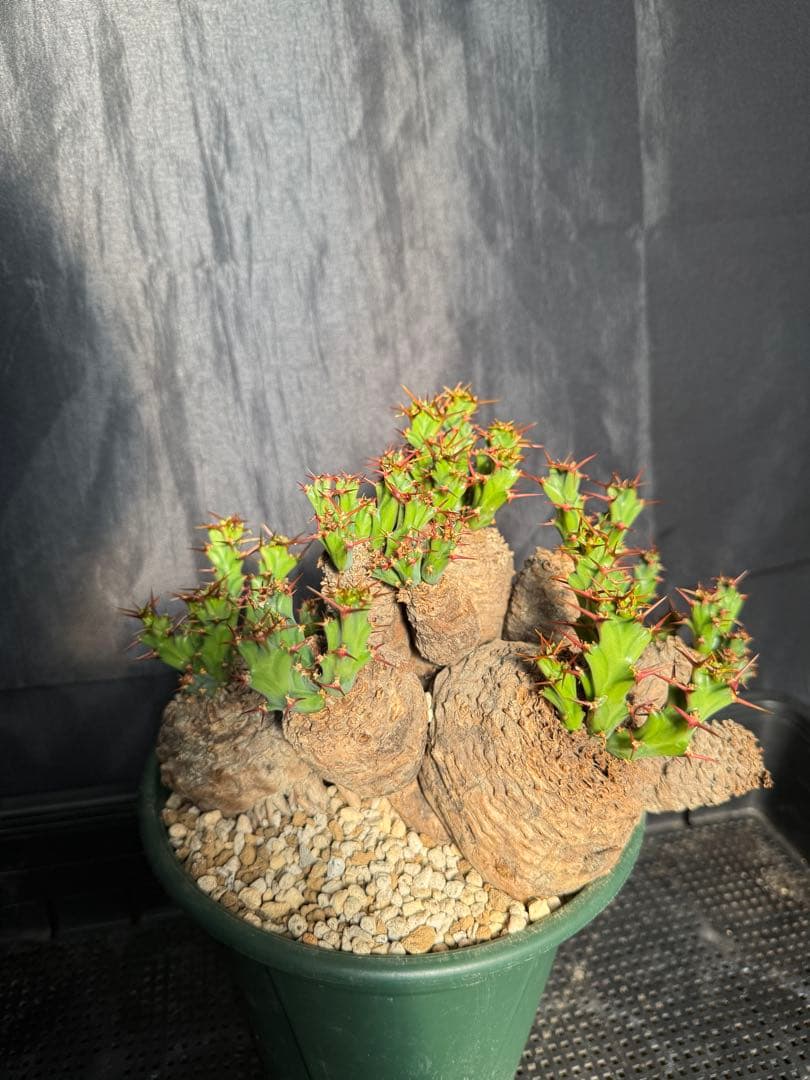 ③発根済み　ユーフォルビア　クラビゲラ