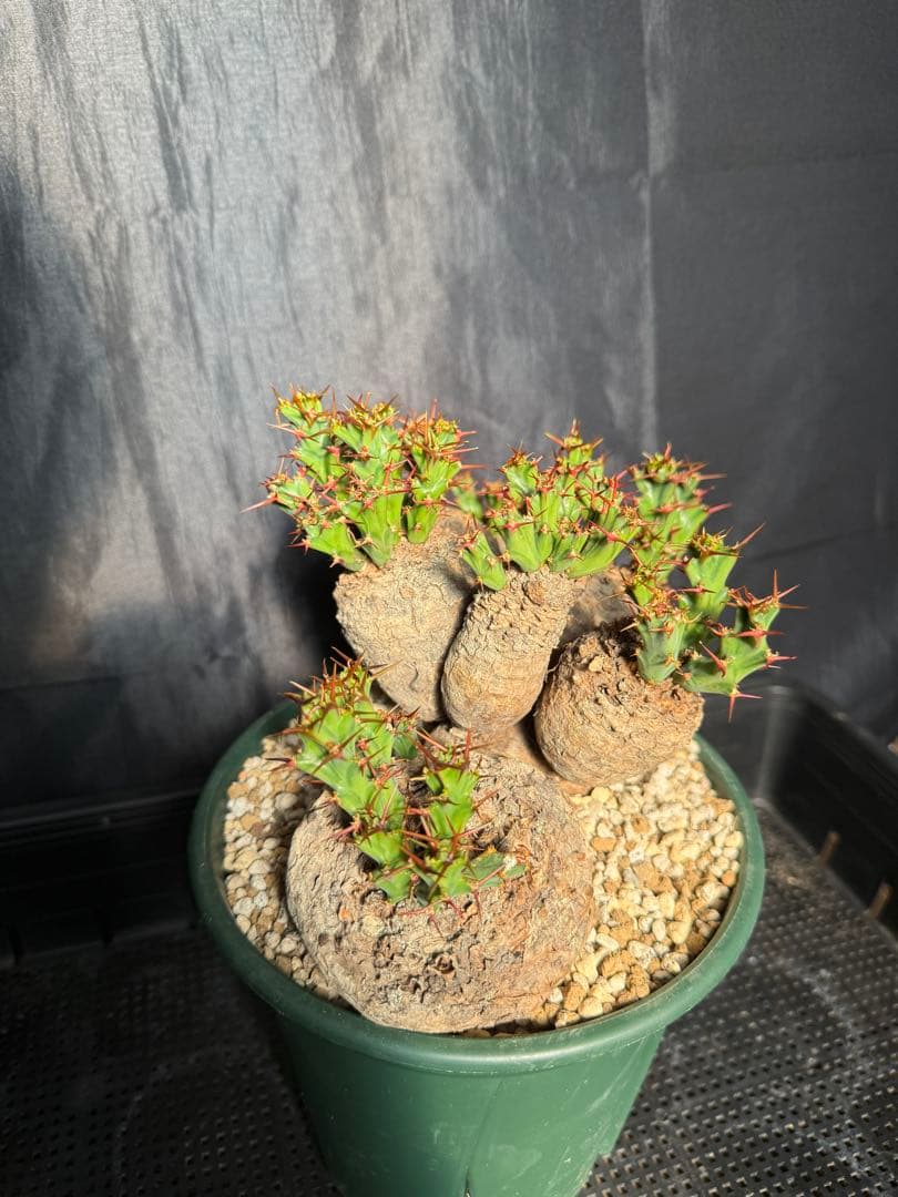 ③発根済み　ユーフォルビア　クラビゲラ