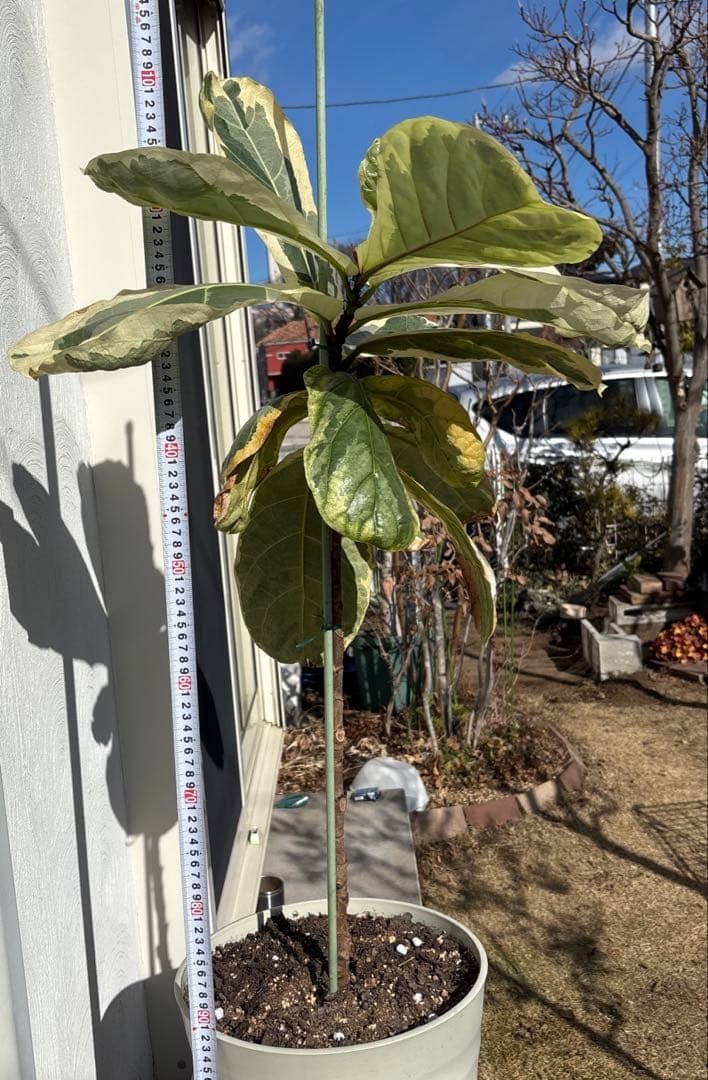 引取り限定　フィカス　リラータ　イヴォンヌ　カシワバゴム　植物　インテリア