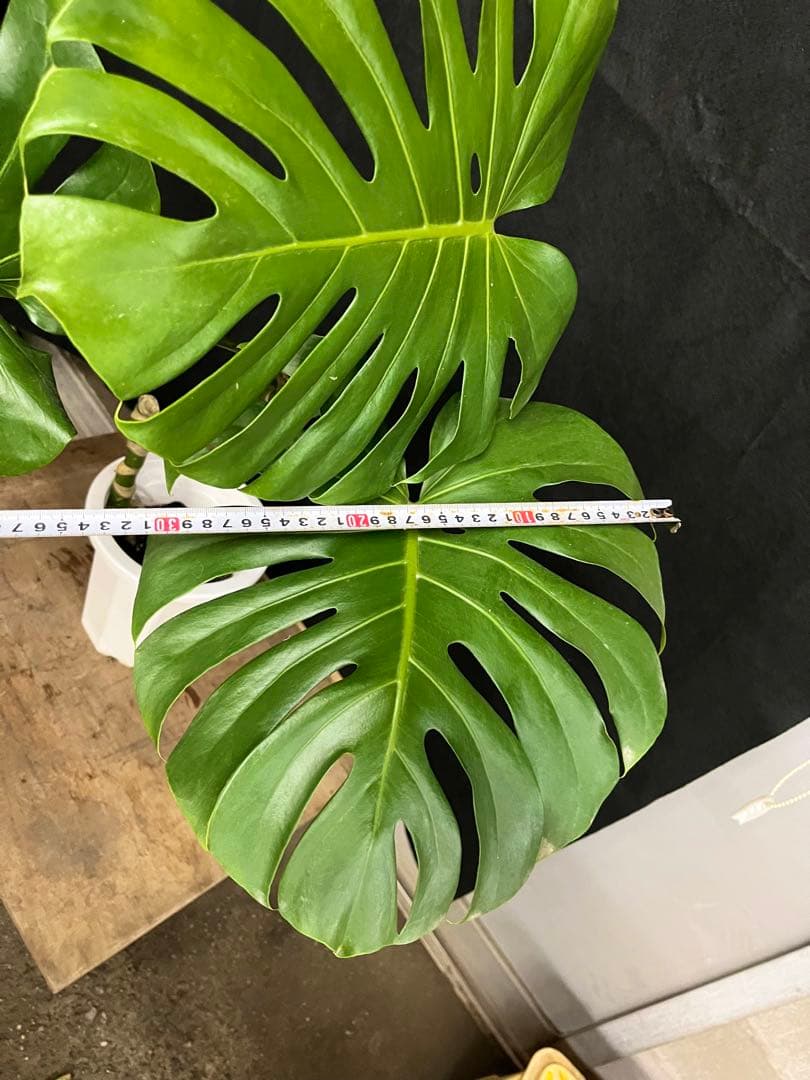 幹上がり　幹立　モンステラ　デリシオーサ　3枚葉　オシャレ　インテリア　観葉植物