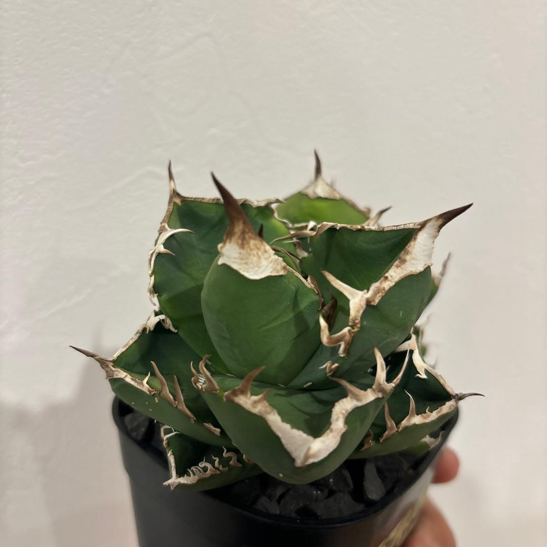 アガベ　南アフリカダイヤモンド　SAD ダブルヘッド