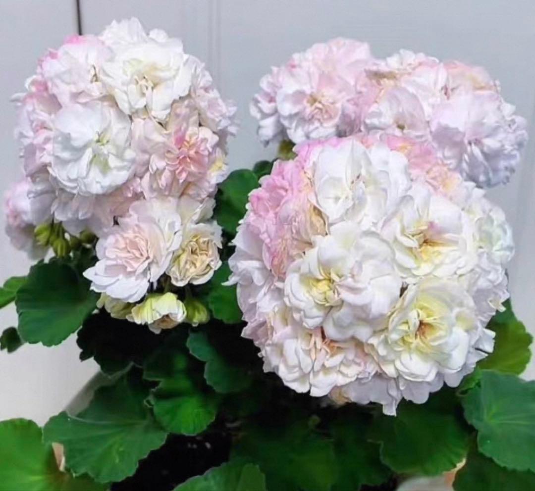 超珍しい品種ゼラニウム　日本初ゼラニウム苗　MT01