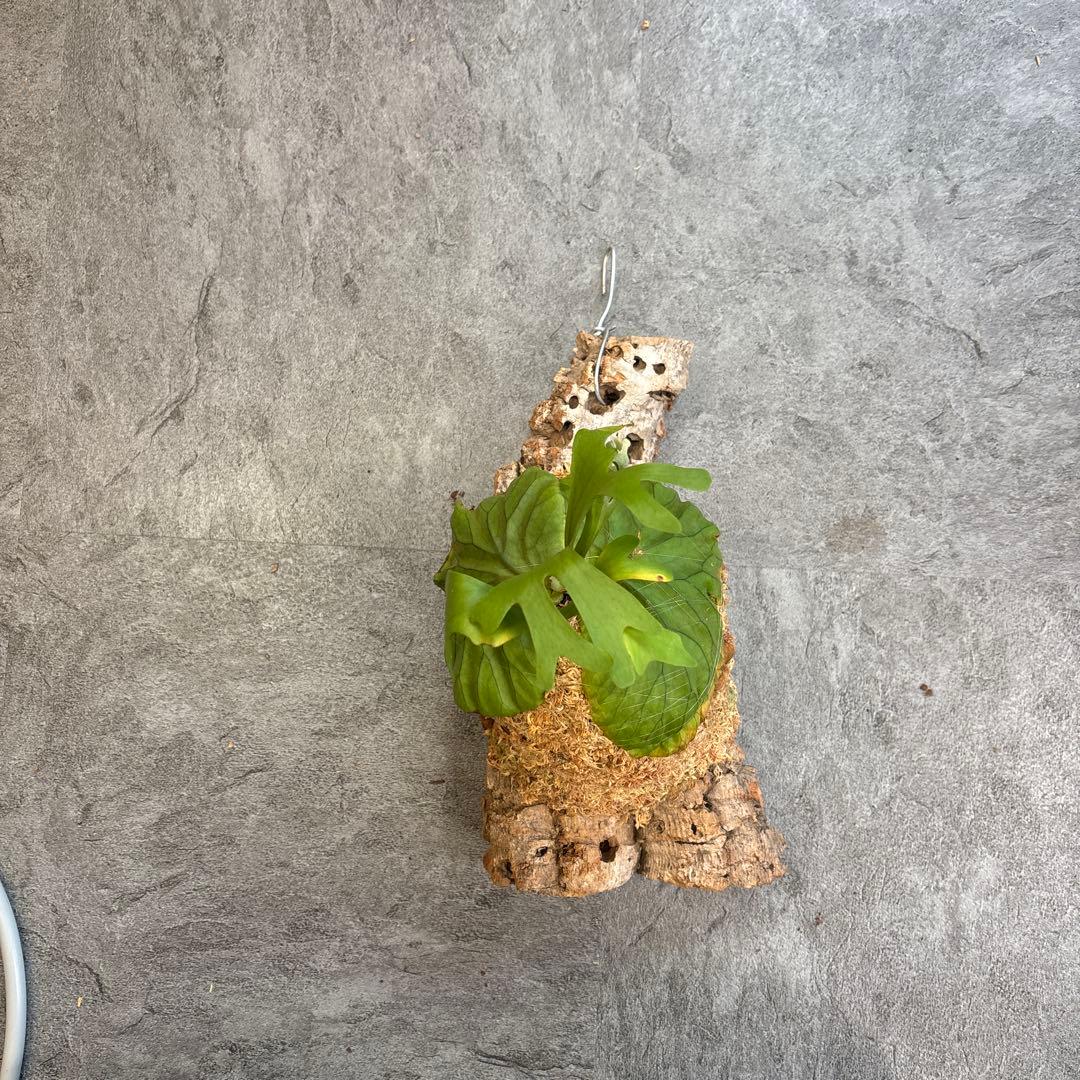 ビカクシダ コルクボード付き