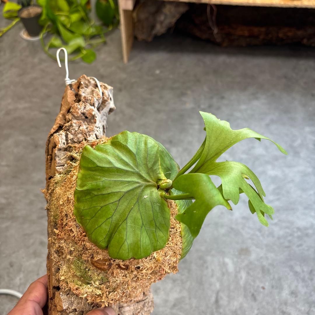 ビカクシダ コルクボード付き