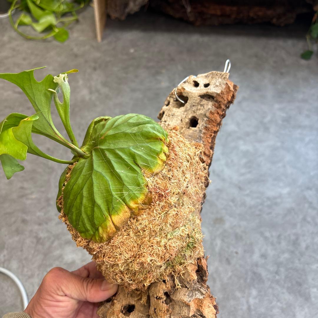 ビカクシダ コルクボード付き