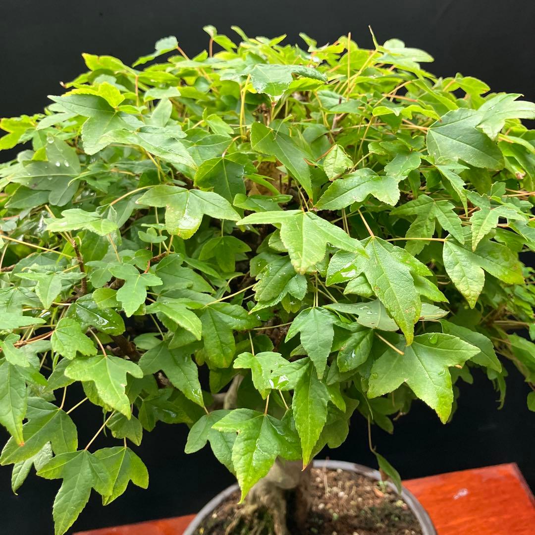 楓 盆栽