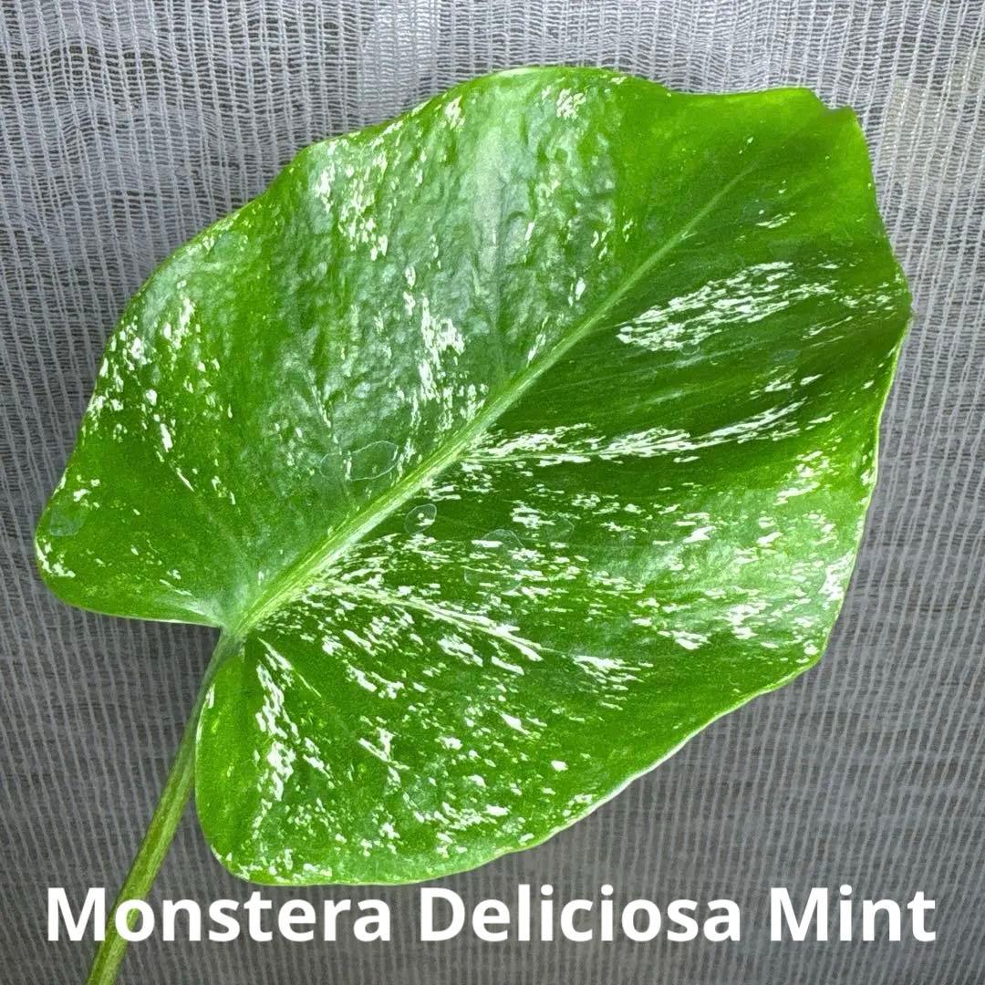 Z*e様 モンステラ　デリシオーサ　ミント