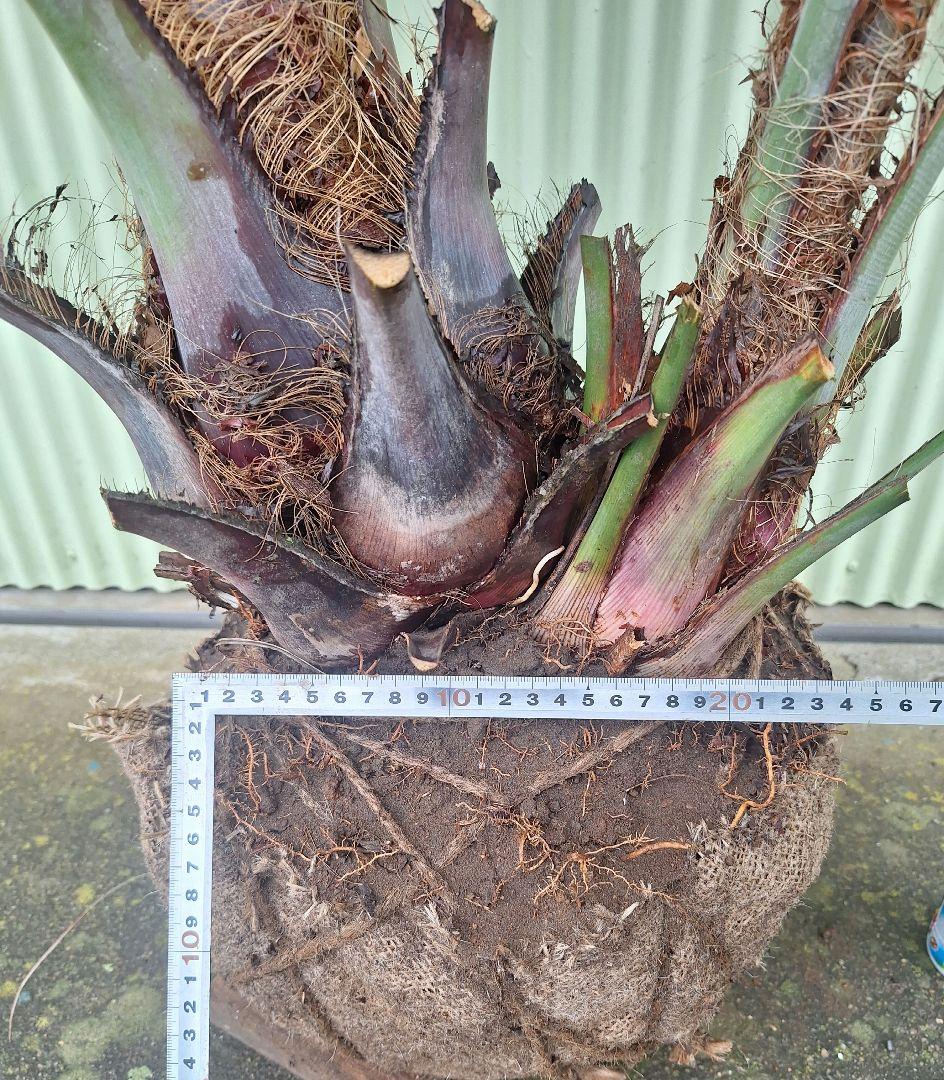 ココスヤシ　(339)　シルバーリーフ2株立ち