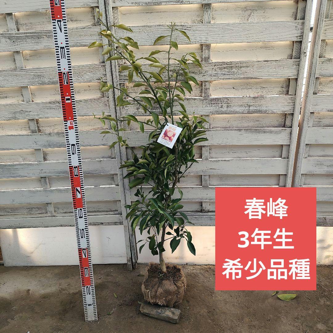 土介さま専用出品 春峰 3年生 苗木