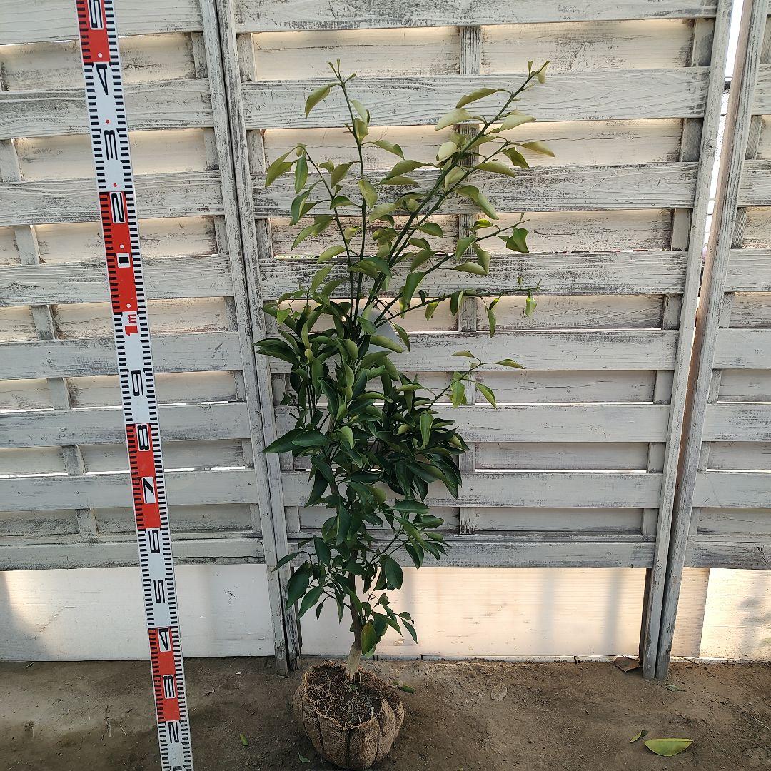 土介さま専用出品 春峰 3年生 苗木