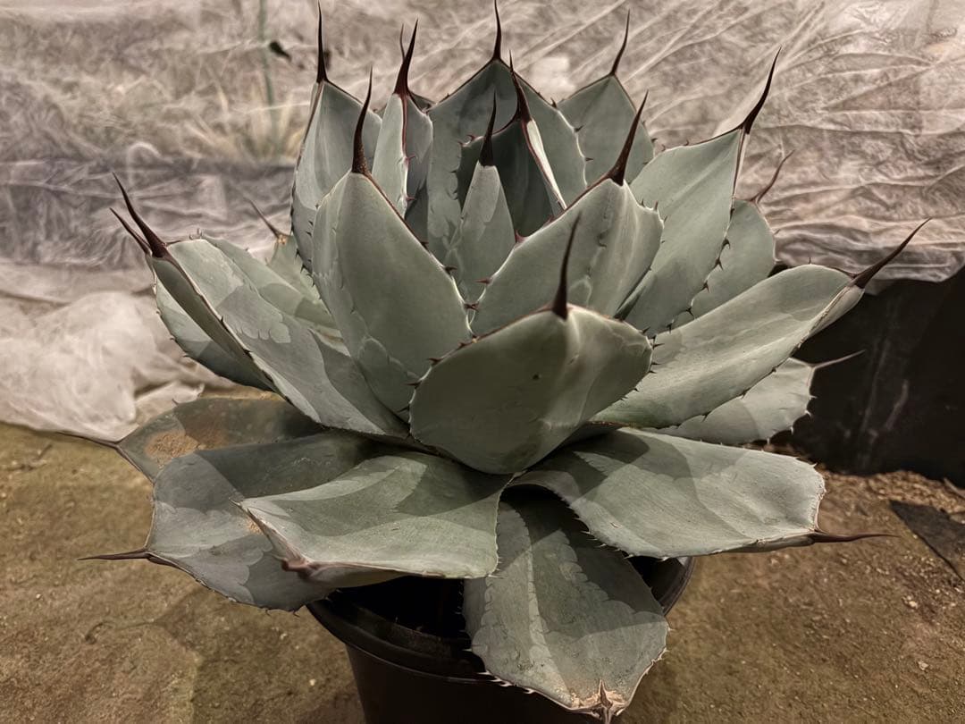 【美株40センチ超/300円スタート】トランカータ　パリー　吉祥天