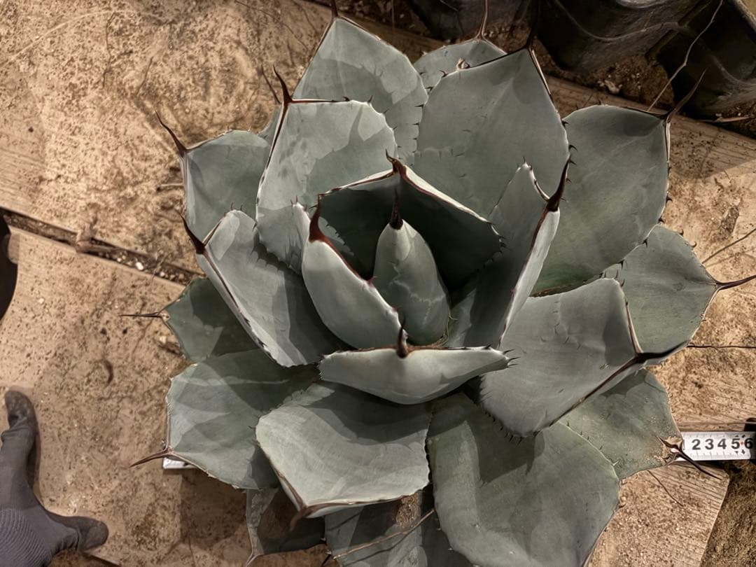 【美株40センチ超/300円スタート】トランカータ　パリー　吉祥天