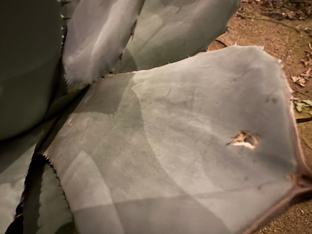 【美株40センチ超/300円スタート】トランカータ　パリー　吉祥天