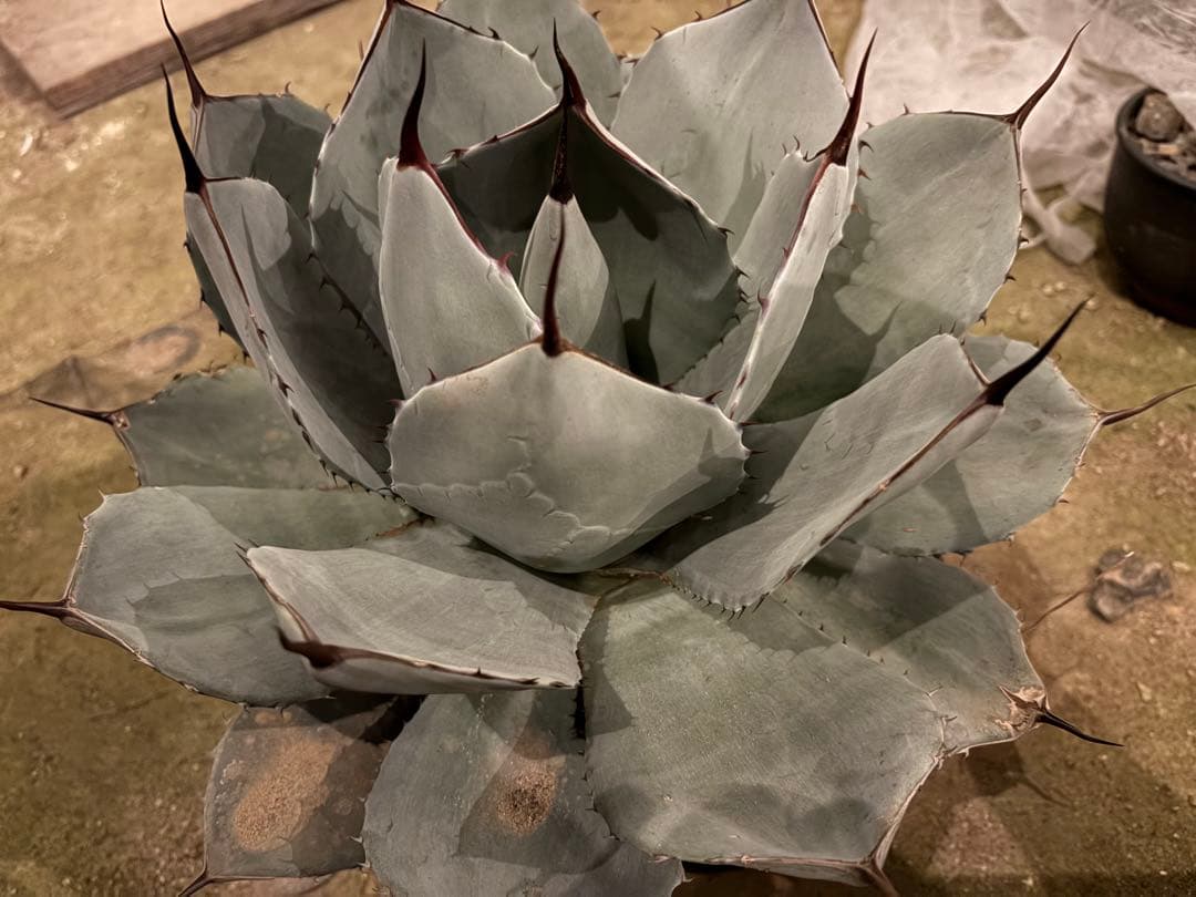 【美株40センチ超/300円スタート】トランカータ　パリー　吉祥天