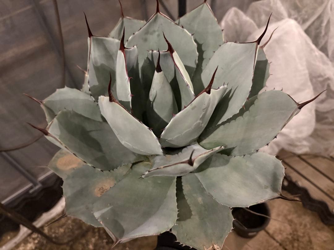 【美株40センチ超/300円スタート】トランカータ　パリー　吉祥天