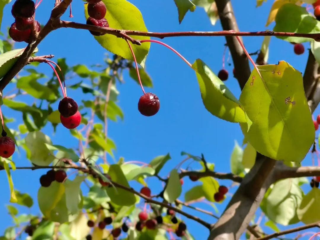 ティファニー非売品　ティファニーお箸六膳　ティファニーカラー　ティファニー箱入り