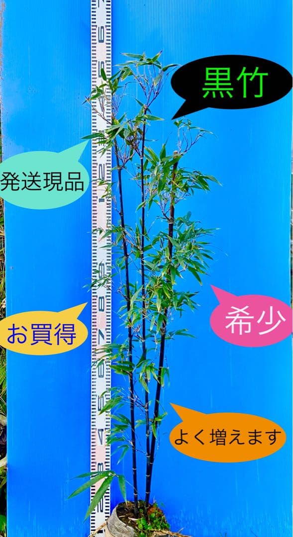 正月特価1000円引❗️黒竹苗