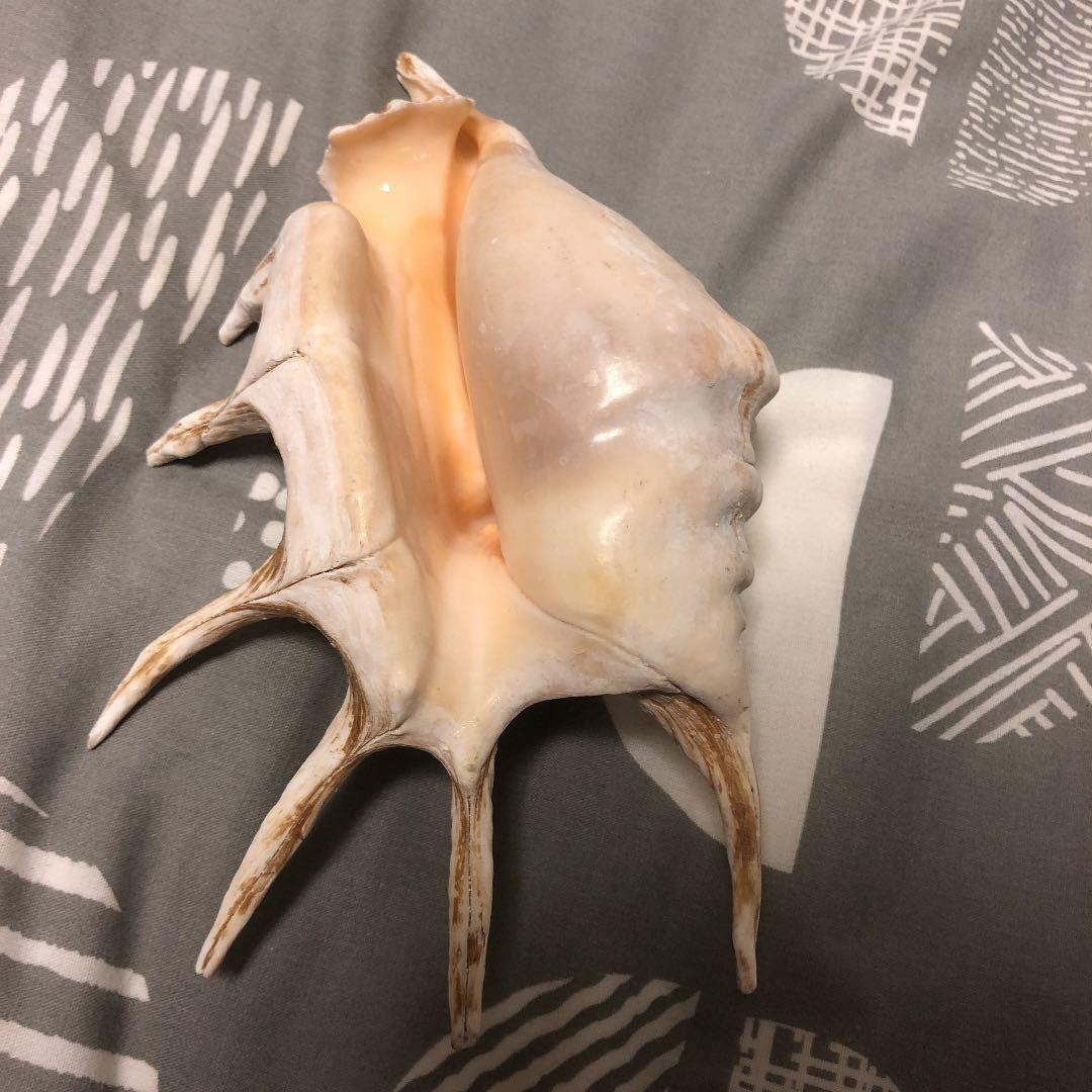貝