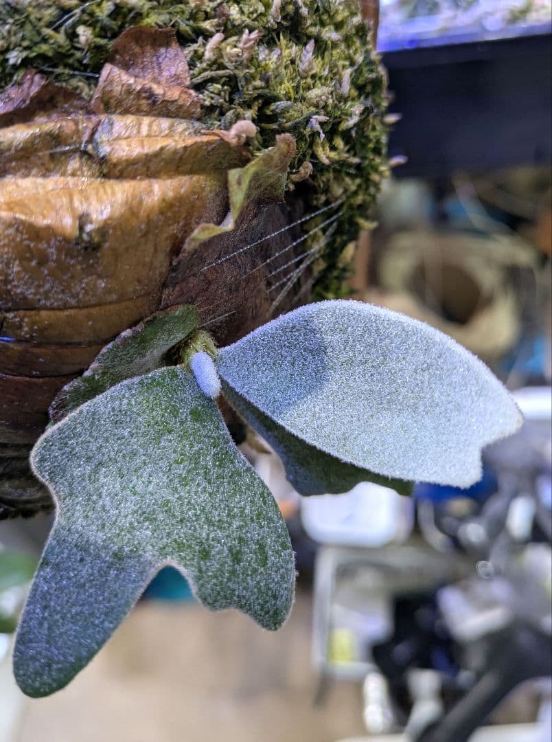 ビカクシダ☆イザナミ☆Izanami☆伊弉冉☆OC☆板付け②☆限定特価